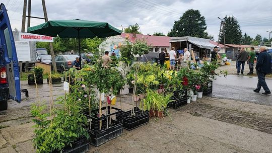 Gm. Chełm. Na Gminnej pohandlowali tylko raz. Znowu przeniesiono targowisko dla rolników [ZDJĘCIA]
