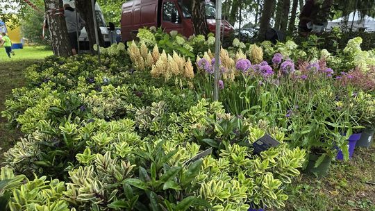 Gm. Stary Brus. Jarmark Holeński – Dziś Święto Tradycji i Rękodzieła [GALERIA ZDJĘĆ]