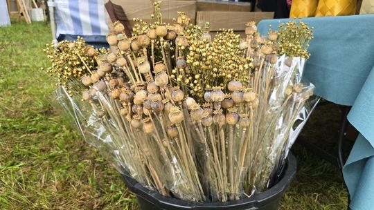 Gm. Stary Brus. Jarmark Holeński – Dziś Święto Tradycji i Rękodzieła [GALERIA ZDJĘĆ]