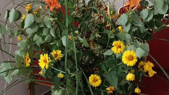 Gm. Białopole. Święto kwitnącej lipy [GALERIA ZDJĘĆ]