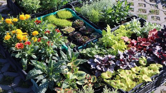 Gm. Chełm. Co można kupić na Gminnym Targowisku?