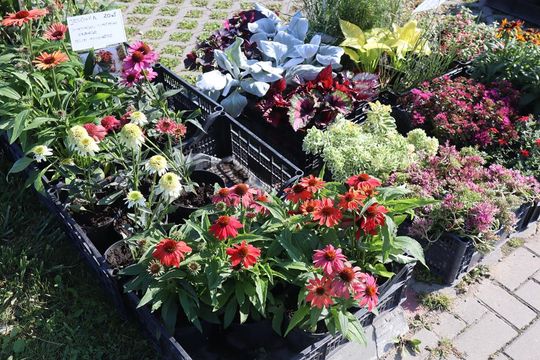 Gm. Chełm. Co można kupić na Gminnym Targowisku? Gm. Chełm. Co można kupić na Gminnym Targowisku?