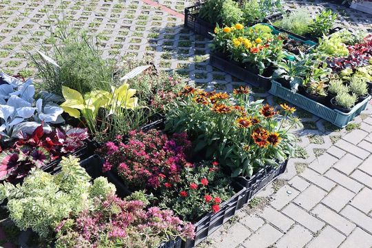 Gm. Chełm. Co można kupić na Gminnym Targowisku? Gm. Chełm. Co można kupić na Gminnym Targowisku?