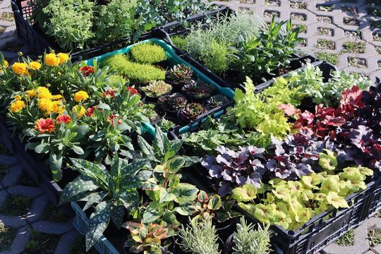 Gm. Chełm. Co można kupić na Gminnym Targowisku? Gm. Chełm. Co można kupić na Gminnym Targowisku?