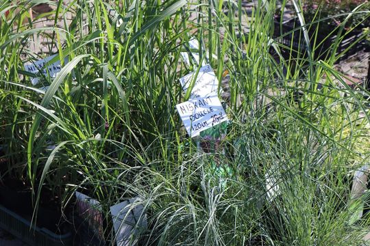 Gm. Chełm. Co można kupić na Gminnym Targowisku? Gm. Chełm. Co można kupić na Gminnym Targowisku?