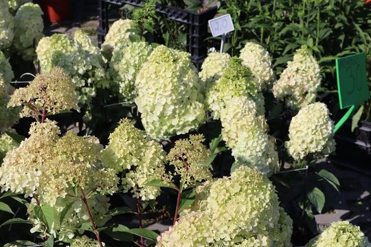 Gm. Chełm. Co można kupić na Gminnym Targowisku? Gm. Chełm. Co można kupić na Gminnym Targowisku?