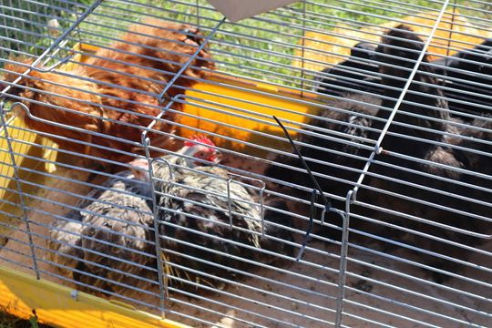 Gm. Chełm. Co można kupić na Gminnym Targowisku? Gm. Chełm. Co można kupić na Gminnym Targowisku?