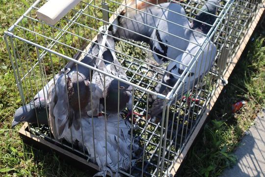 Gm. Chełm. Co można kupić na Gminnym Targowisku? Gm. Chełm. Co można kupić na Gminnym Targowisku?