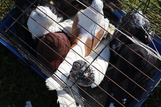 Gm. Chełm. Co można kupić na Gminnym Targowisku? Gm. Chełm. Co można kupić na Gminnym Targowisku?