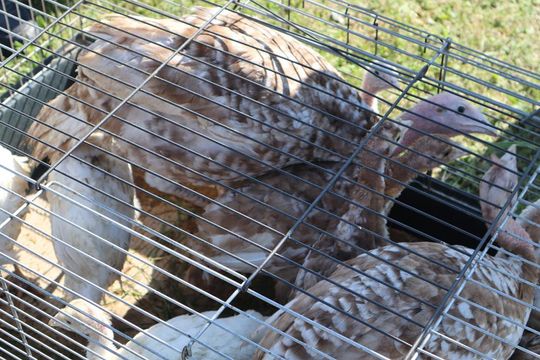 Gm. Chełm. Co można kupić na Gminnym Targowisku? Gm. Chełm. Co można kupić na Gminnym Targowisku?