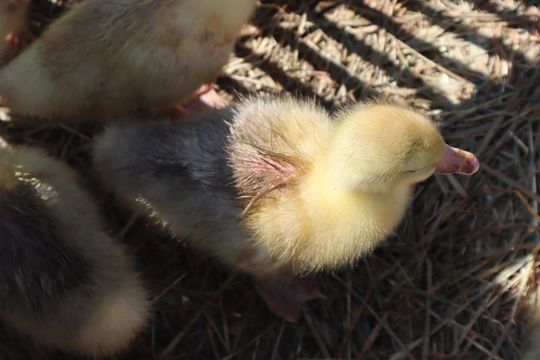 Gm. Chełm. Co można kupić na Gminnym Targowisku? Gm. Chełm. Co można kupić na Gminnym Targowisku?