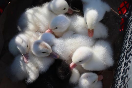 Gm. Chełm. Co można kupić na Gminnym Targowisku? Gm. Chełm. Co można kupić na Gminnym Targowisku?