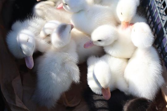 Gm. Chełm. Co można kupić na Gminnym Targowisku? Gm. Chełm. Co można kupić na Gminnym Targowisku?