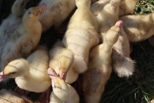 Gm. Chełm. Co można kupić na Gminnym Targowisku? Gm. Chełm. Co można kupić na Gminnym Targowisku?