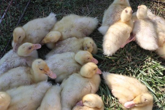 Gm. Chełm. Co można kupić na Gminnym Targowisku? Gm. Chełm. Co można kupić na Gminnym Targowisku?