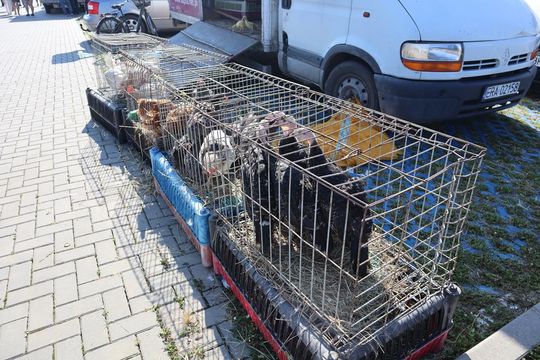 Gm. Chełm. Co można kupić na Gminnym Targowisku? Gm. Chełm. Co można kupić na Gminnym Targowisku?