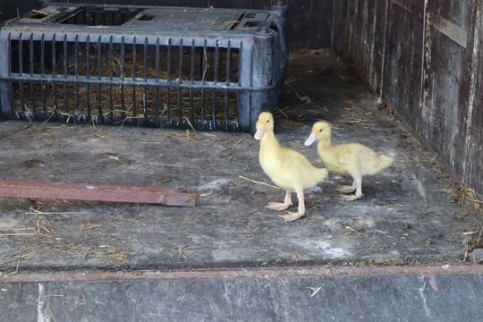 Gm. Chełm. Co można kupić na Gminnym Targowisku? Gm. Chełm. Co można kupić na Gminnym Targowisku?