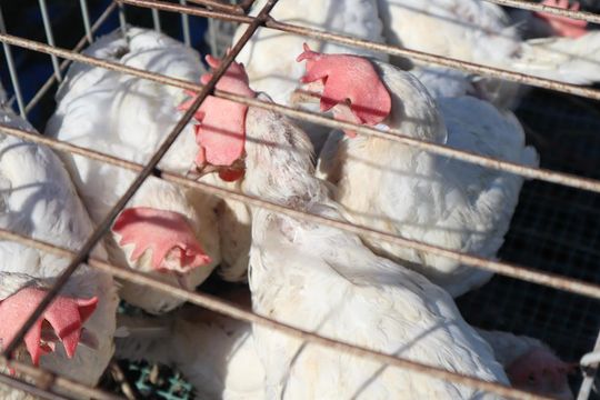 Gm. Chełm. Co można kupić na Gminnym Targowisku? Gm. Chełm. Co można kupić na Gminnym Targowisku?