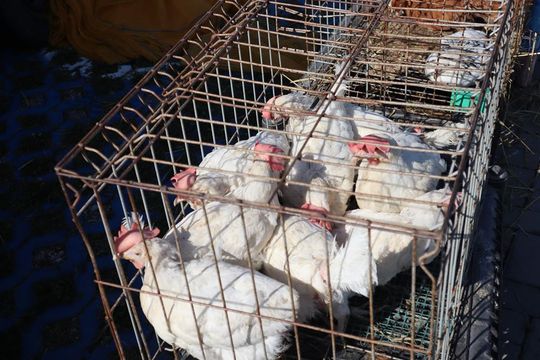 Gm. Chełm. Co można kupić na Gminnym Targowisku? Gm. Chełm. Co można kupić na Gminnym Targowisku?