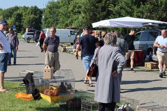 Gm. Chełm. Co można kupić na Gminnym Targowisku? Gm. Chełm. Co można kupić na Gminnym Targowisku?