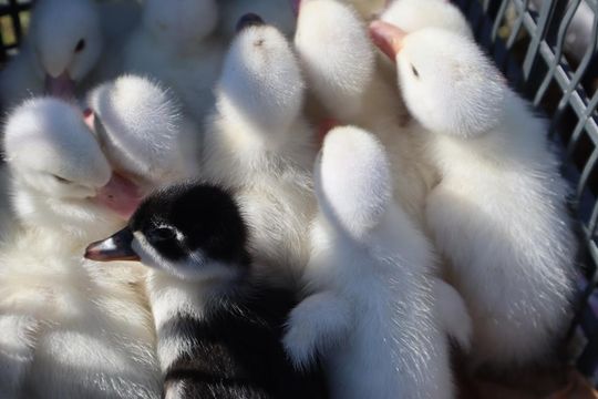 Gm. Chełm. Co można kupić na Gminnym Targowisku? Gm. Chełm. Co można kupić na Gminnym Targowisku?