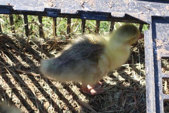 Gm. Chełm. Co można kupić na Gminnym Targowisku? Gm. Chełm. Co można kupić na Gminnym Targowisku?