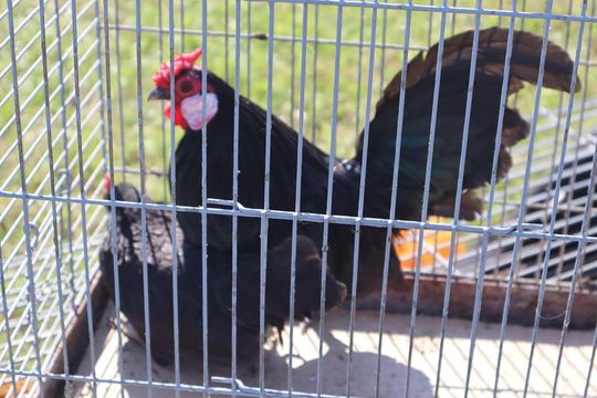 Gm. Chełm. Co można kupić na Gminnym Targowisku? Gm. Chełm. Co można kupić na Gminnym Targowisku?