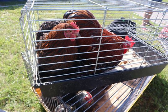 Gm. Chełm. Co można kupić na Gminnym Targowisku? Gm. Chełm. Co można kupić na Gminnym Targowisku?