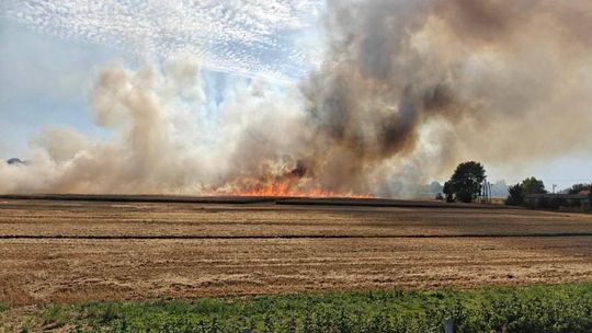 Pożary pól w naszym regionie [ZDJĘCIA]