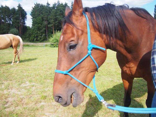 Gm. Ruda-Huta. Amerykański Dzień w Magicznej Wiosce [GALERIA ZDJĘĆ]