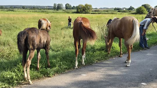 Przepęd koni z Chutoru Kozaka przez cztery gminy [GALERIA ZDJĘĆ]