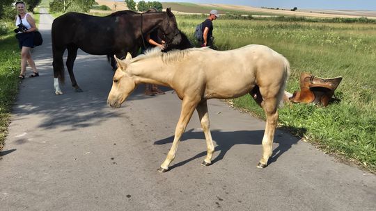 Przepęd koni z Chutoru Kozaka przez cztery gminy [GALERIA ZDJĘĆ]