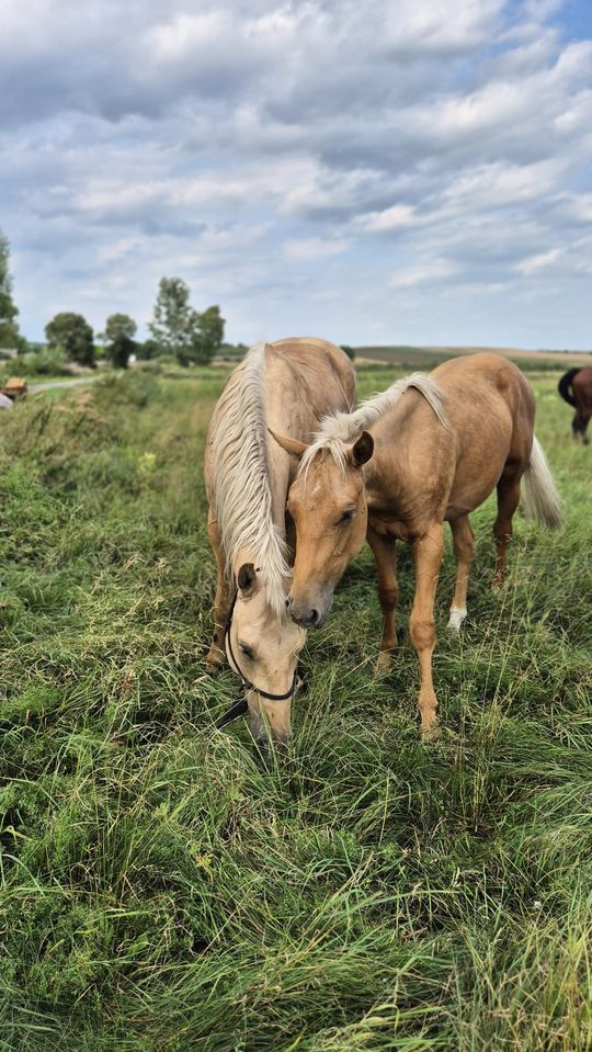 Przepęd koni z Chutoru Kozaka przez cztery gminy [GALERIA ZDJĘĆ]