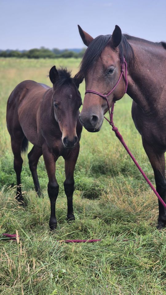 Przepęd koni z Chutoru Kozaka przez cztery gminy [GALERIA ZDJĘĆ]