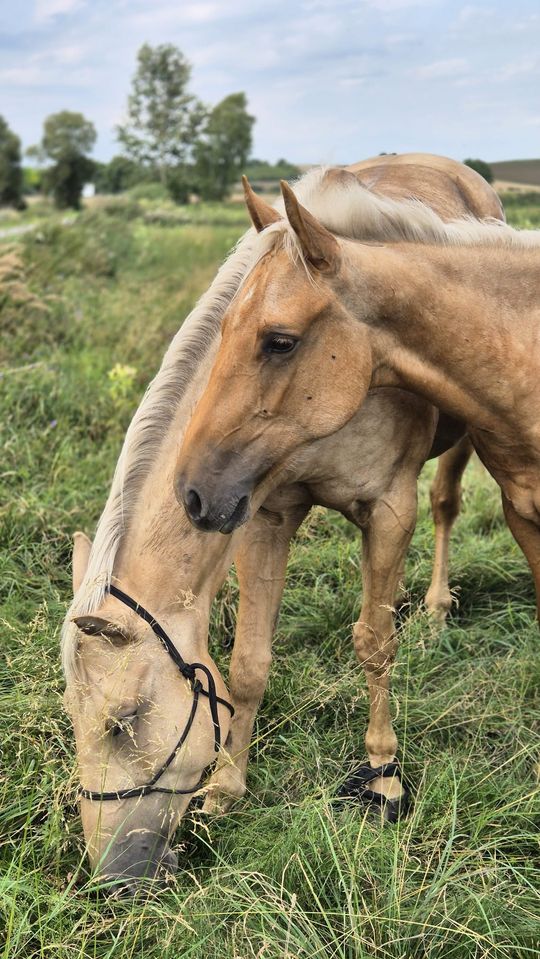 Przepęd koni z Chutoru Kozaka przez cztery gminy [GALERIA ZDJĘĆ]