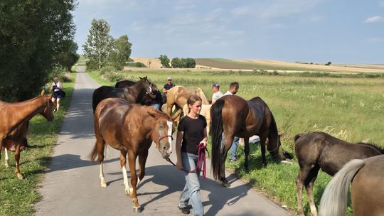 Przepęd koni z Chutoru Kozaka przez cztery gminy [GALERIA ZDJĘĆ]