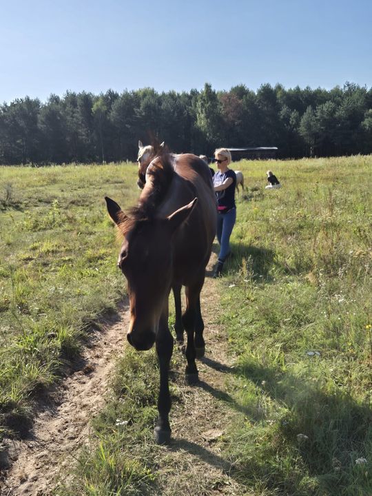 Przepęd koni z Chutoru Kozaka przez cztery gminy [GALERIA ZDJĘĆ]