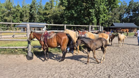 Przepęd koni z Chutoru Kozaka przez cztery gminy [GALERIA ZDJĘĆ]