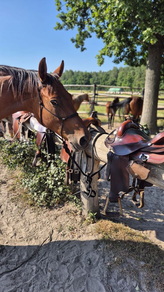 Przepęd koni z Chutoru Kozaka przez cztery gminy [GALERIA ZDJĘĆ]