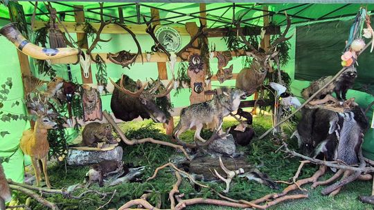 Dożynki Gminy Białopole 2025 [GALERIA ZDJĘĆ]