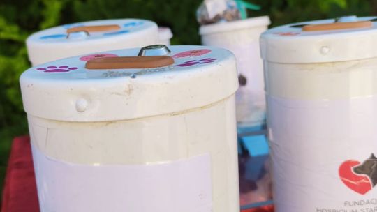 Chełm. To było fantastyczne "Spotkanie z PSYgodą". Na pomoc bezdomnym psiakom [GALERIA ZDJĘĆ]