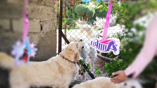 Chełm. To było fantastyczne "Spotkanie z PSYgodą". Na pomoc bezdomnym psiakom [GALERIA ZDJĘĆ]