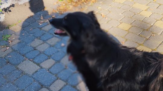 Chełm. To było fantastyczne "Spotkanie z PSYgodą". Na pomoc bezdomnym psiakom [GALERIA ZDJĘĆ]