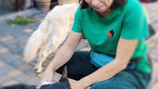 Chełm. To było fantastyczne "Spotkanie z PSYgodą". Na pomoc bezdomnym psiakom [GALERIA ZDJĘĆ]