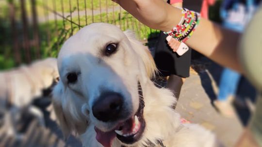 Chełm. To było fantastyczne "Spotkanie z PSYgodą". Na pomoc bezdomnym psiakom [GALERIA ZDJĘĆ]