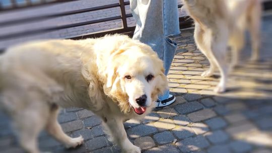 Chełm. To było fantastyczne "Spotkanie z PSYgodą". Na pomoc bezdomnym psiakom [GALERIA ZDJĘĆ]