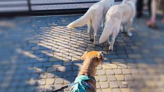 Chełm. To było fantastyczne "Spotkanie z PSYgodą". Na pomoc bezdomnym psiakom [GALERIA ZDJĘĆ]