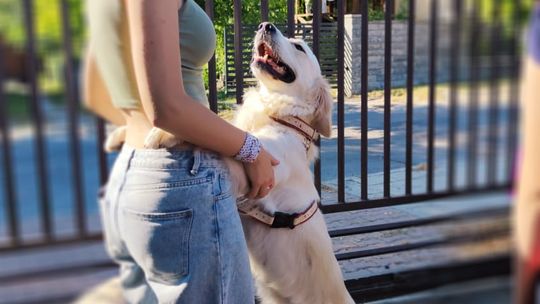 Chełm. To było fantastyczne "Spotkanie z PSYgodą". Na pomoc bezdomnym psiakom [GALERIA ZDJĘĆ]