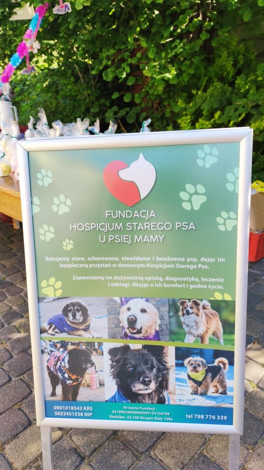 Chełm. To było fantastyczne "Spotkanie z PSYgodą". Na pomoc bezdomnym psiakom [GALERIA ZDJĘĆ]