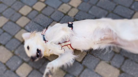 Chełm. To było fantastyczne "Spotkanie z PSYgodą". Na pomoc bezdomnym psiakom [GALERIA ZDJĘĆ]